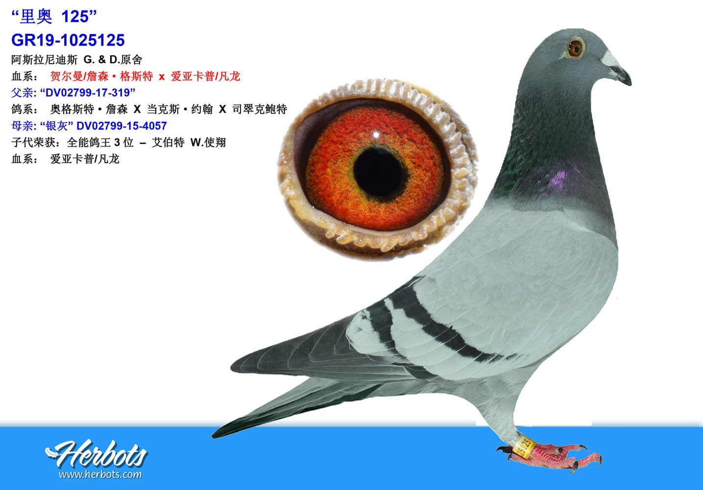pigeon: undefined