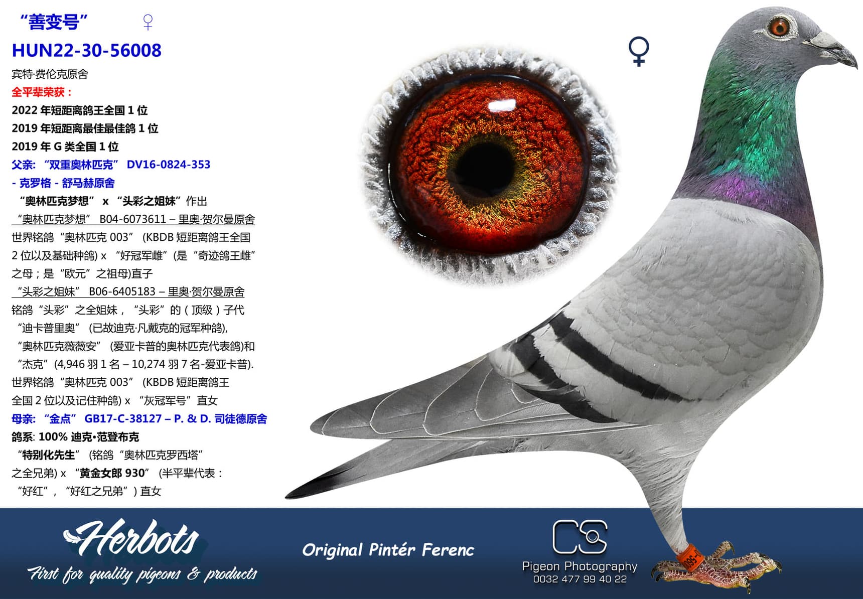 pigeon: undefined