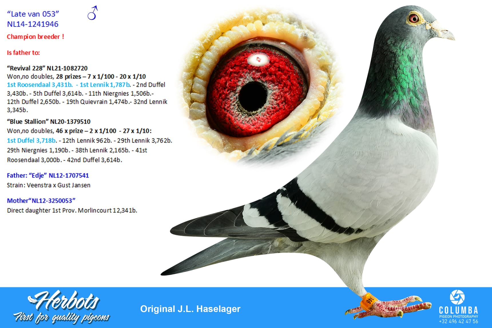 pigeon: undefined