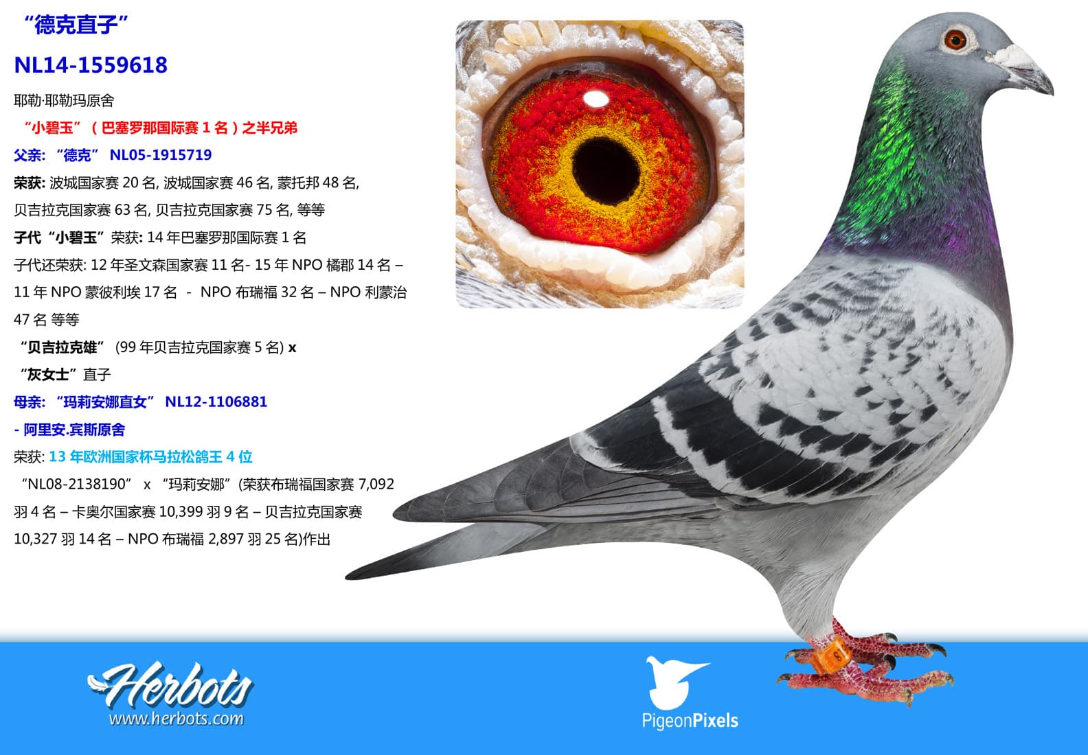 pigeon: undefined