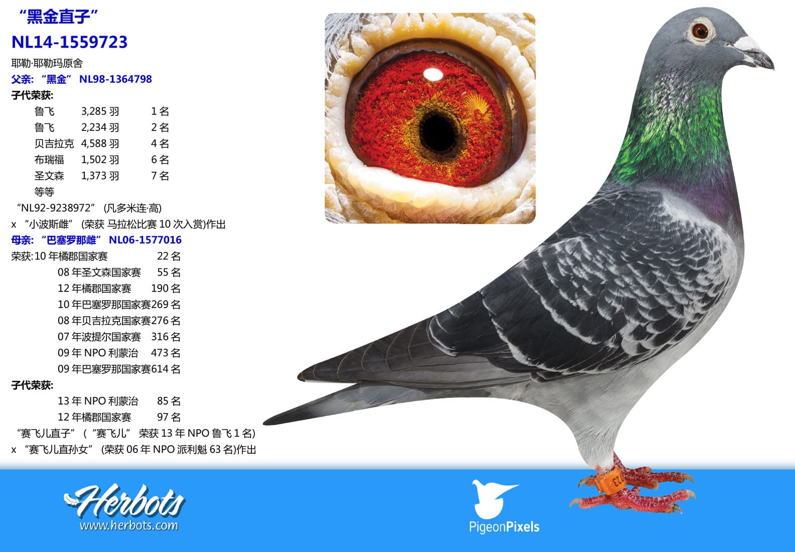 pigeon: undefined