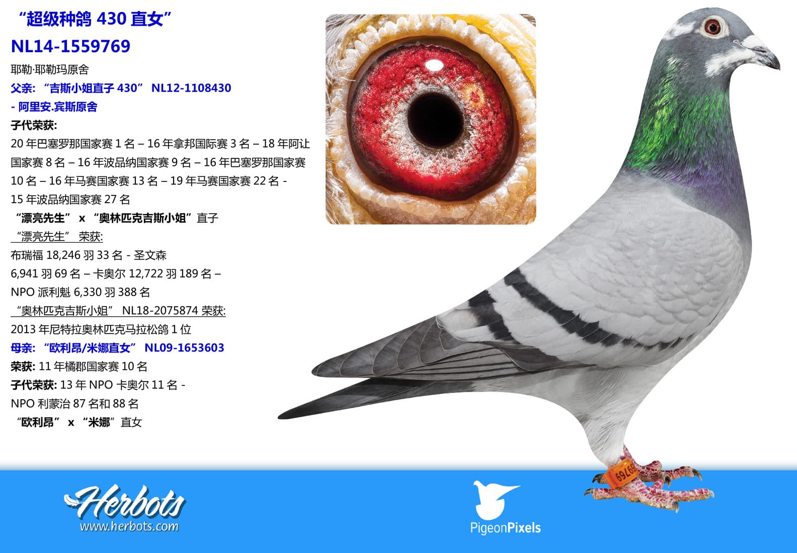 pigeon: undefined