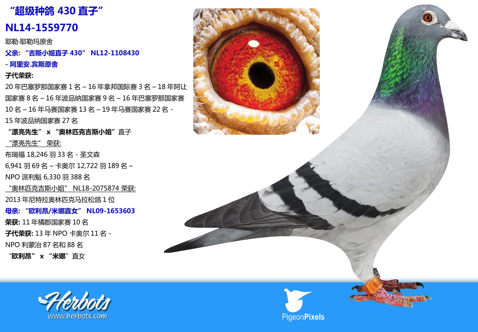 pigeon: undefined