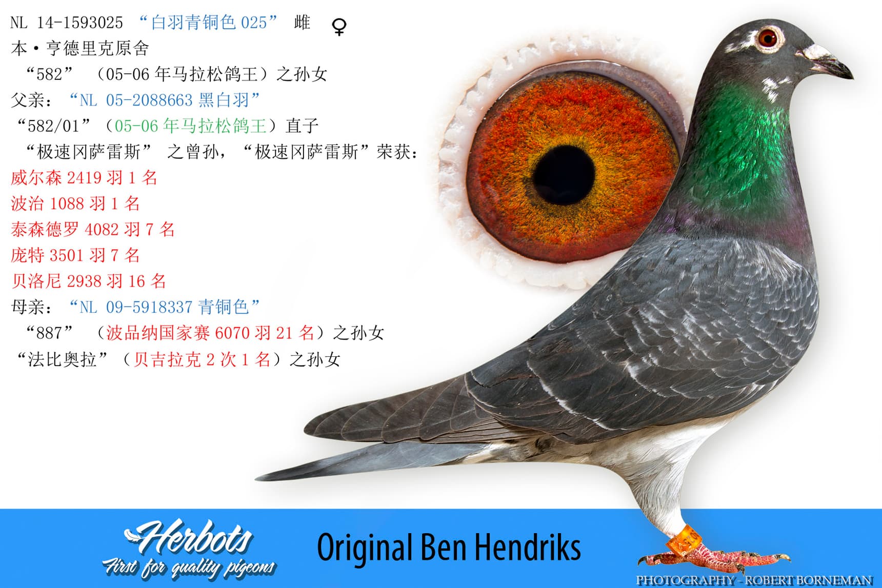 pigeon: undefined