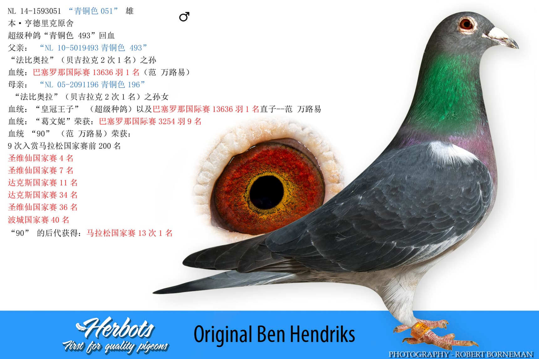 pigeon: undefined