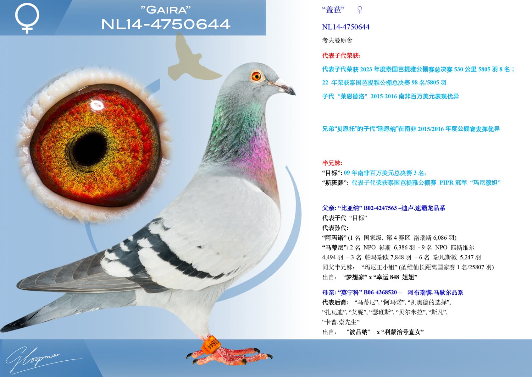 pigeon: undefined