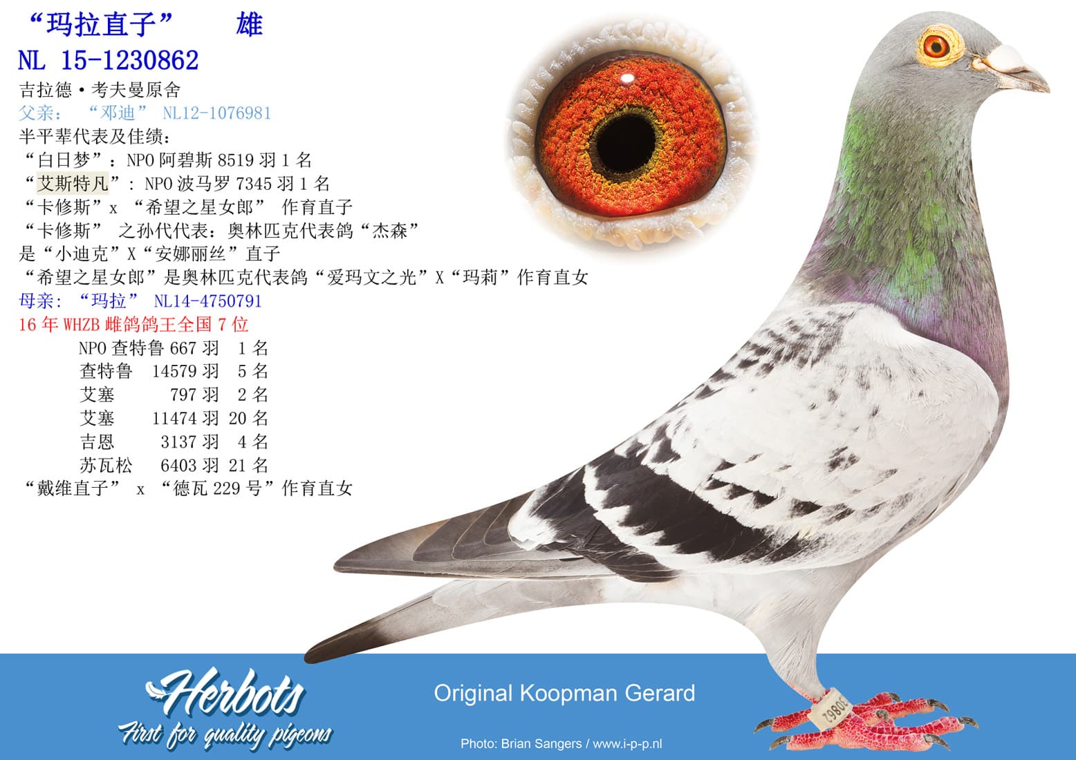 pigeon: undefined