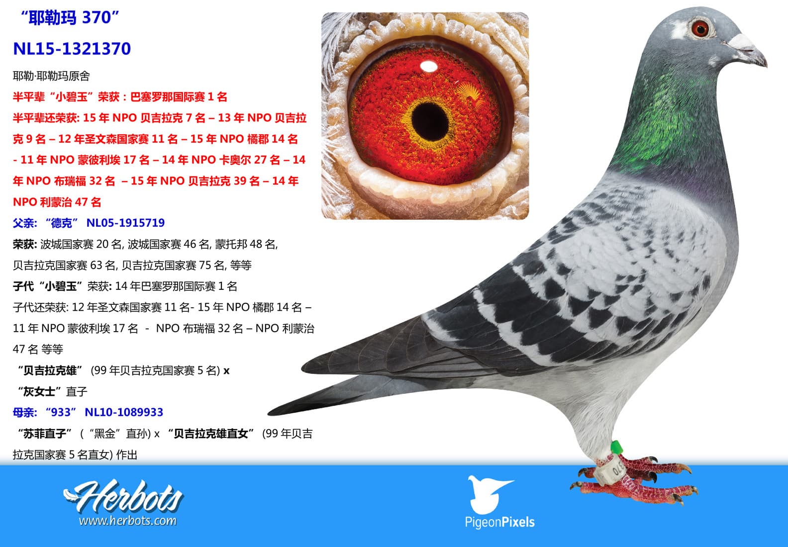 pigeon: undefined