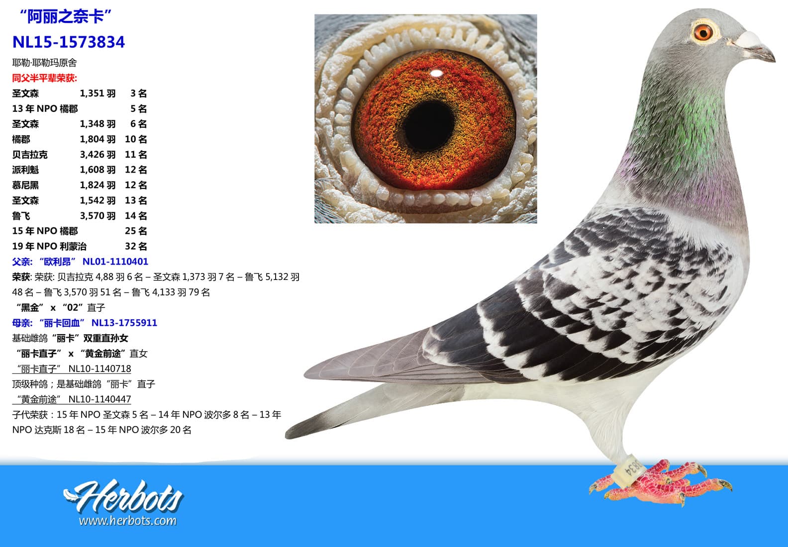 pigeon: undefined