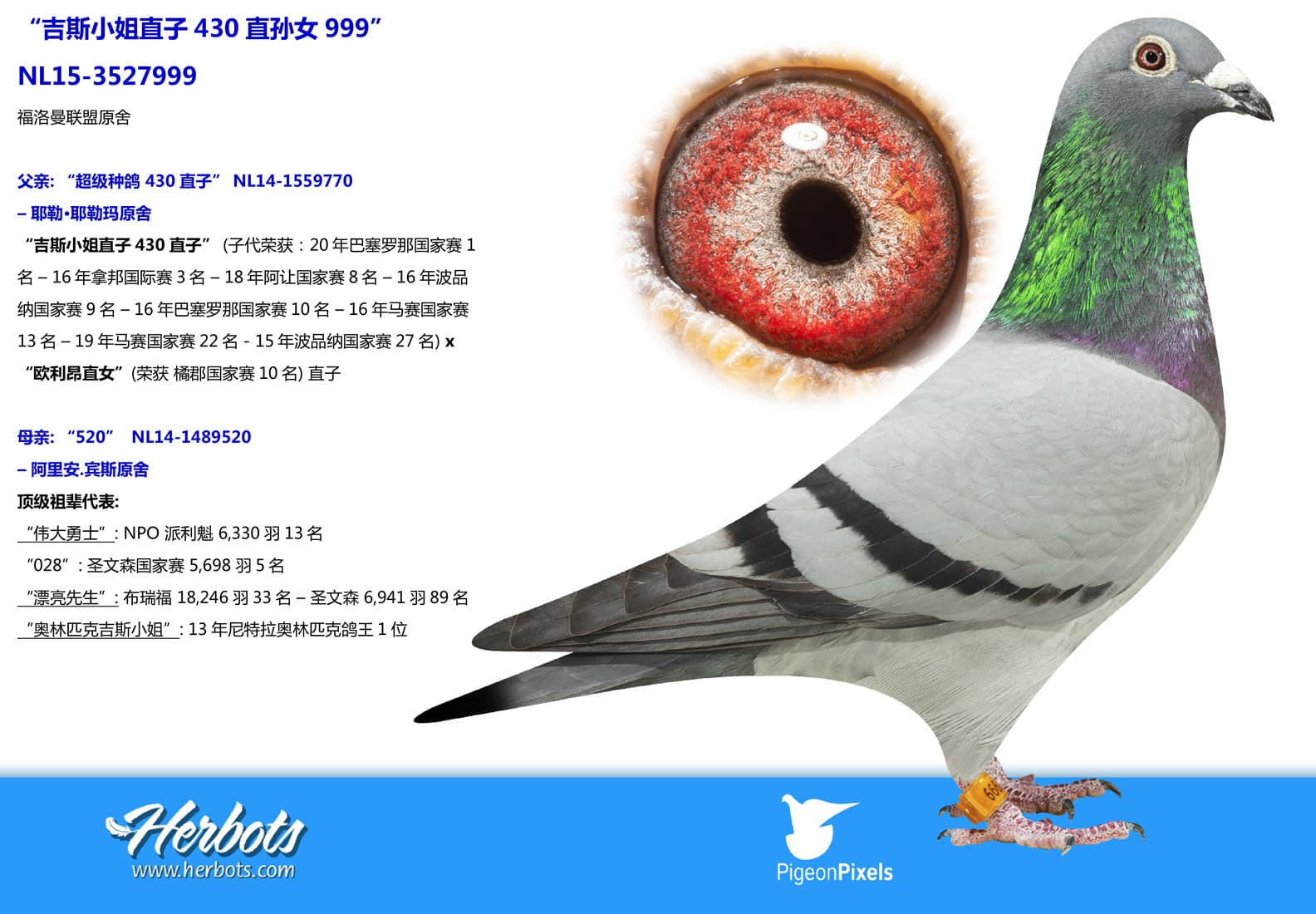 pigeon: undefined