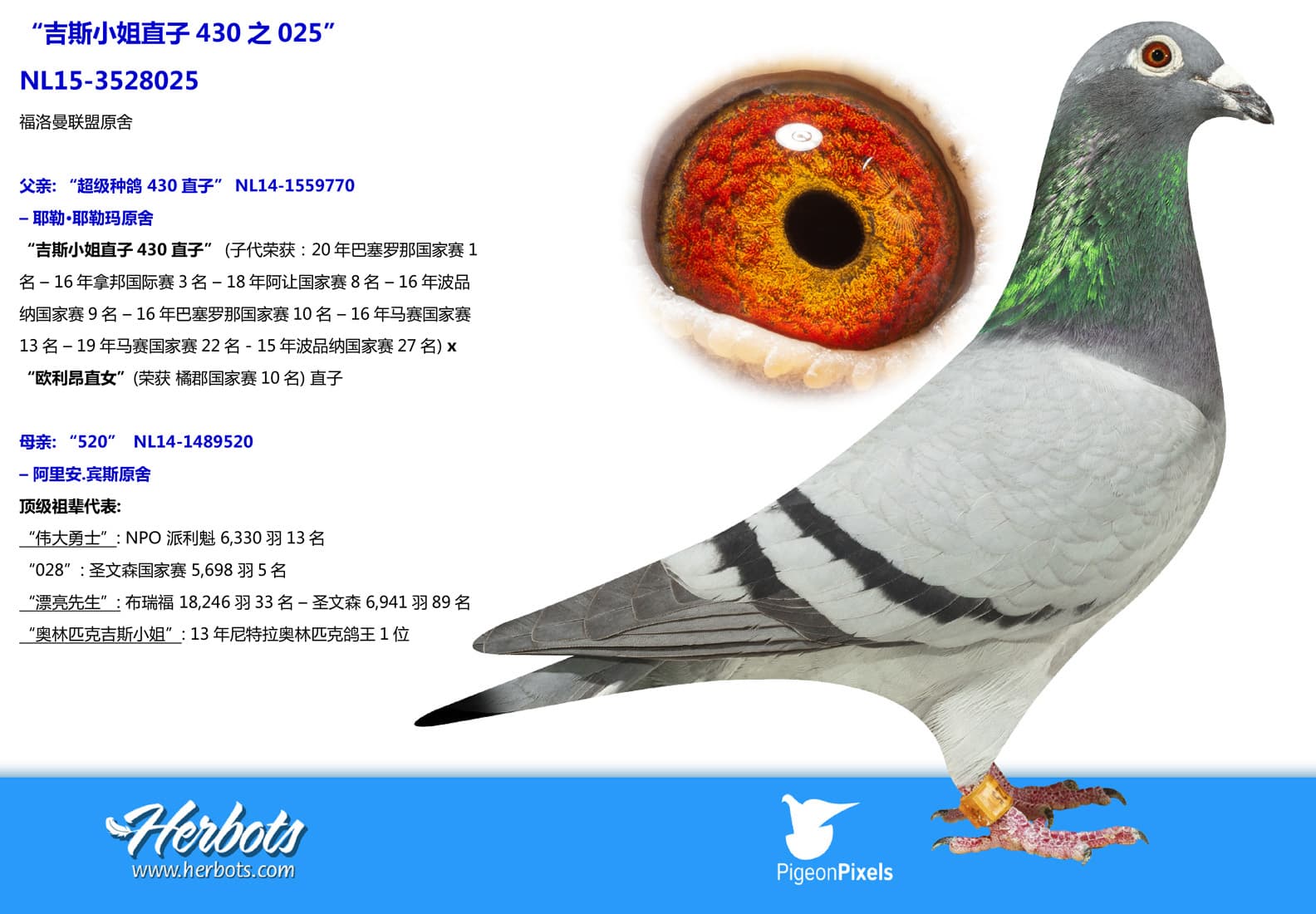 pigeon: undefined