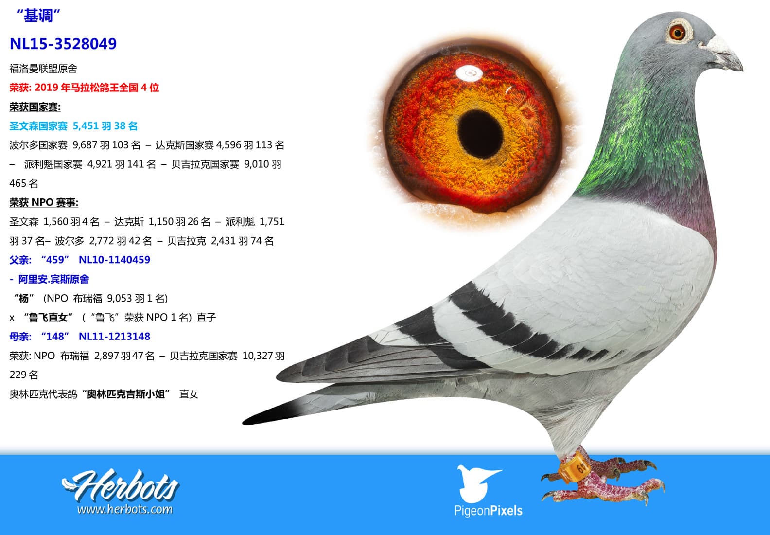pigeon: undefined