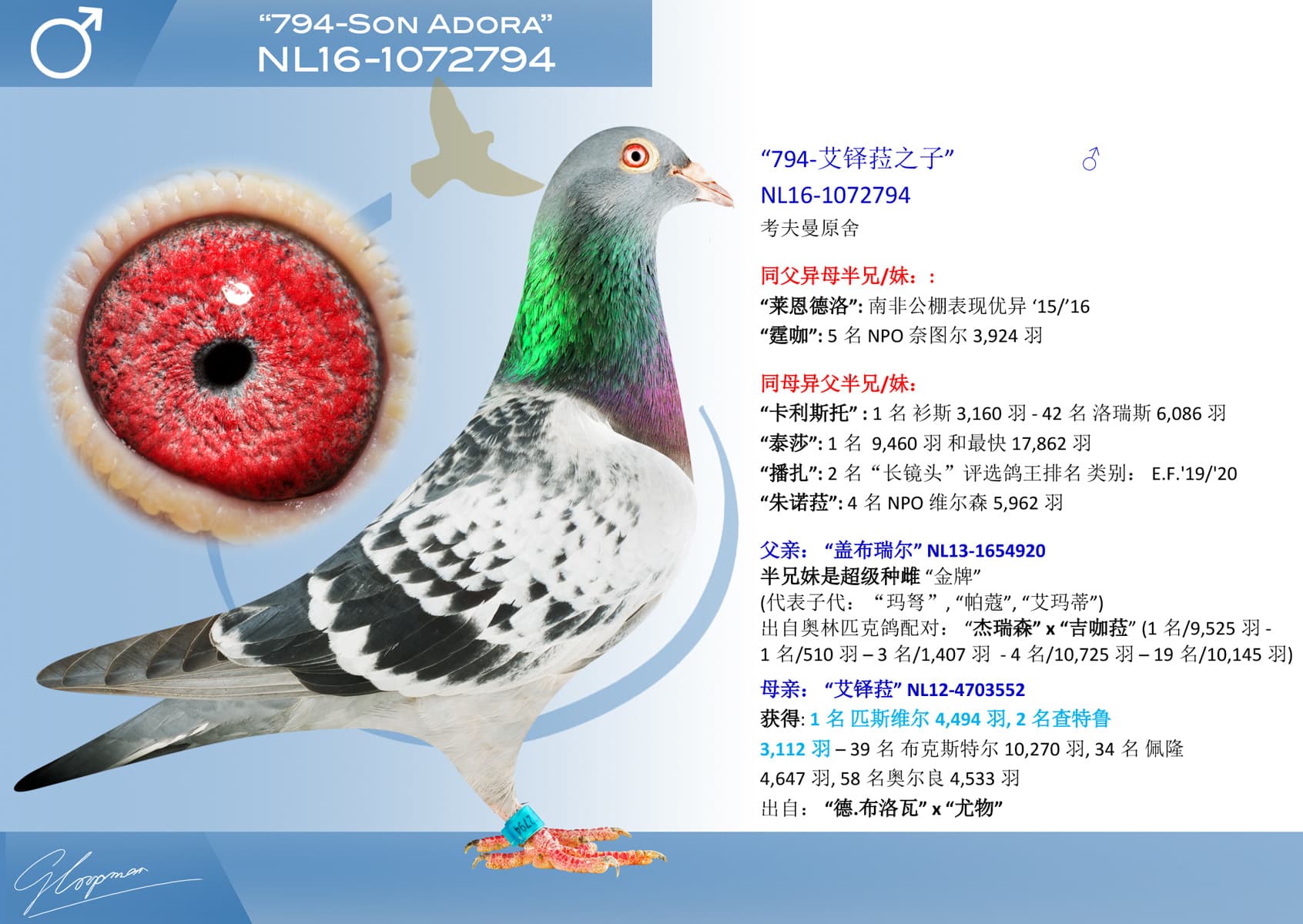 pigeon: undefined