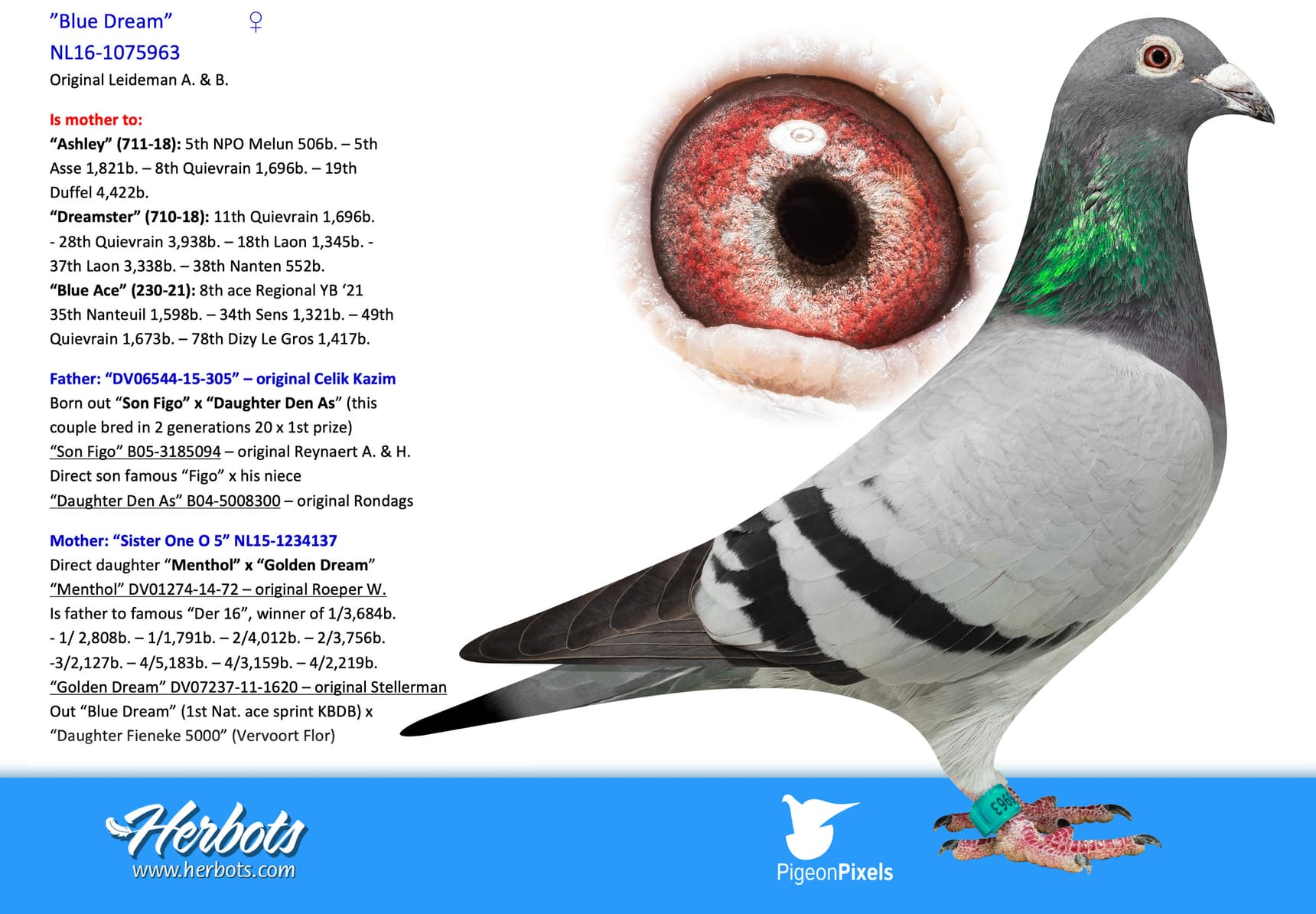 pigeon: undefined