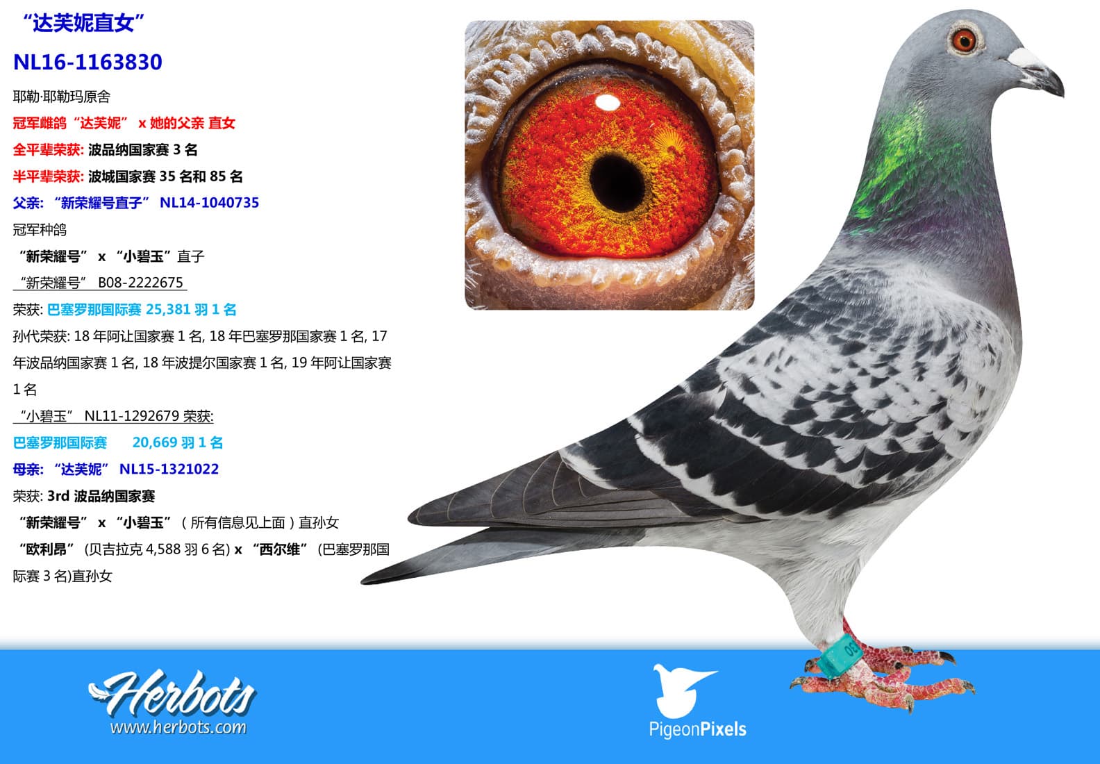 pigeon: undefined
