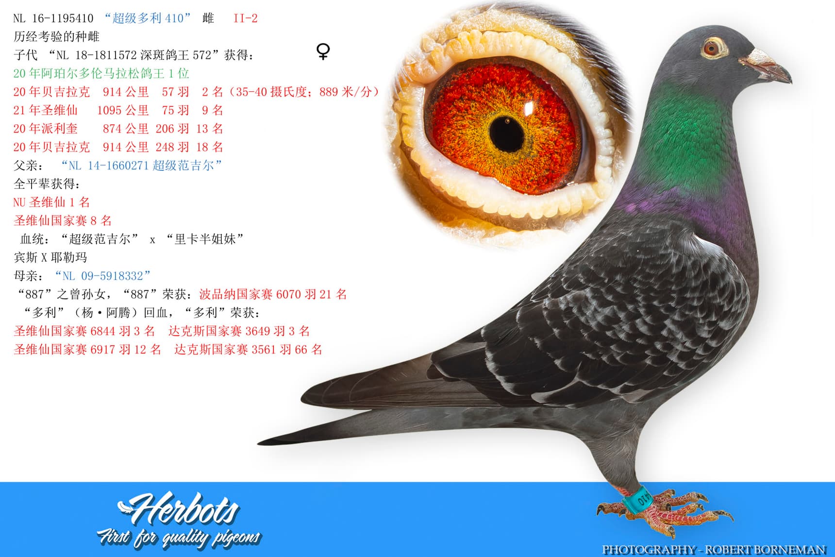 pigeon: undefined