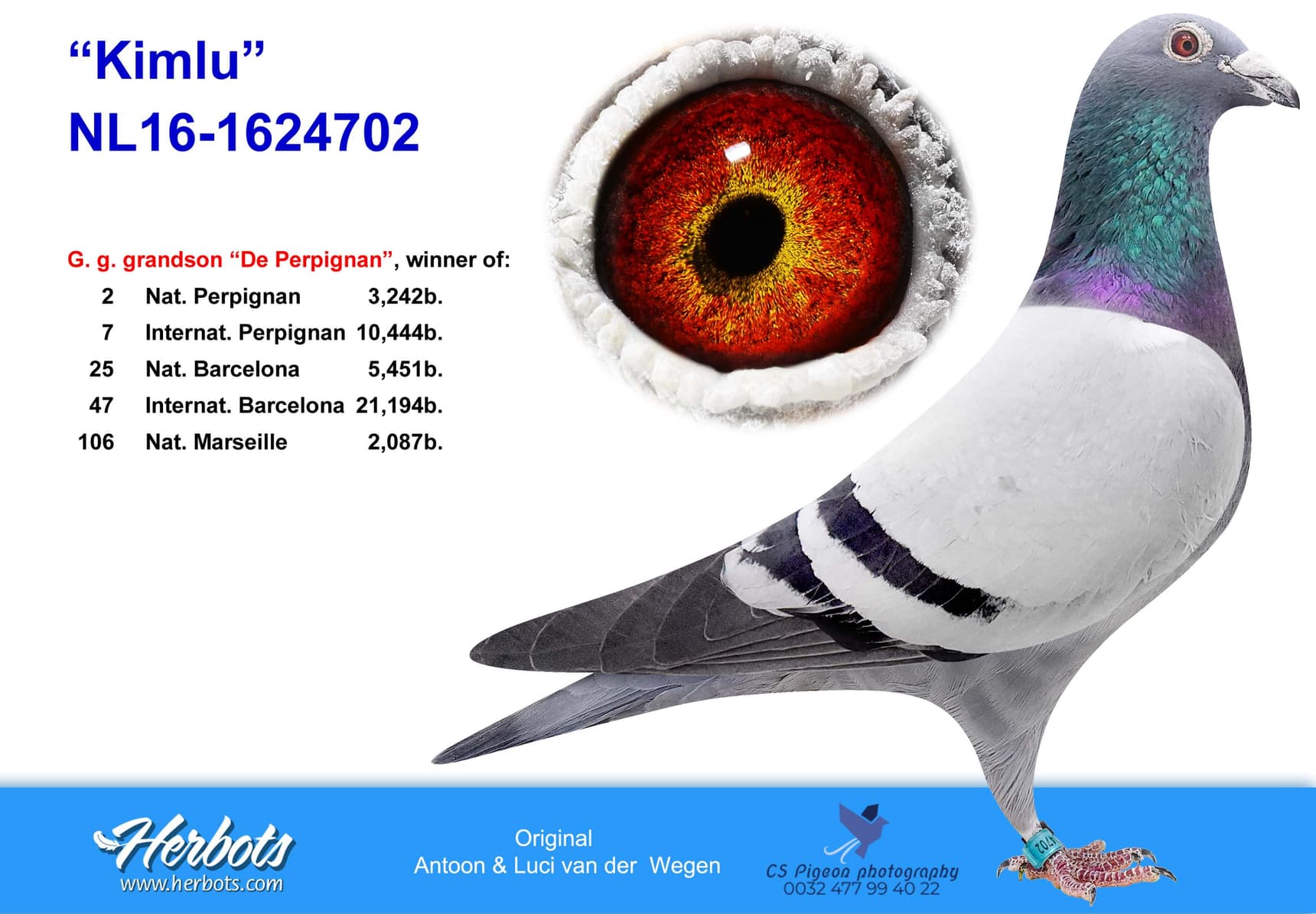 pigeon: undefined