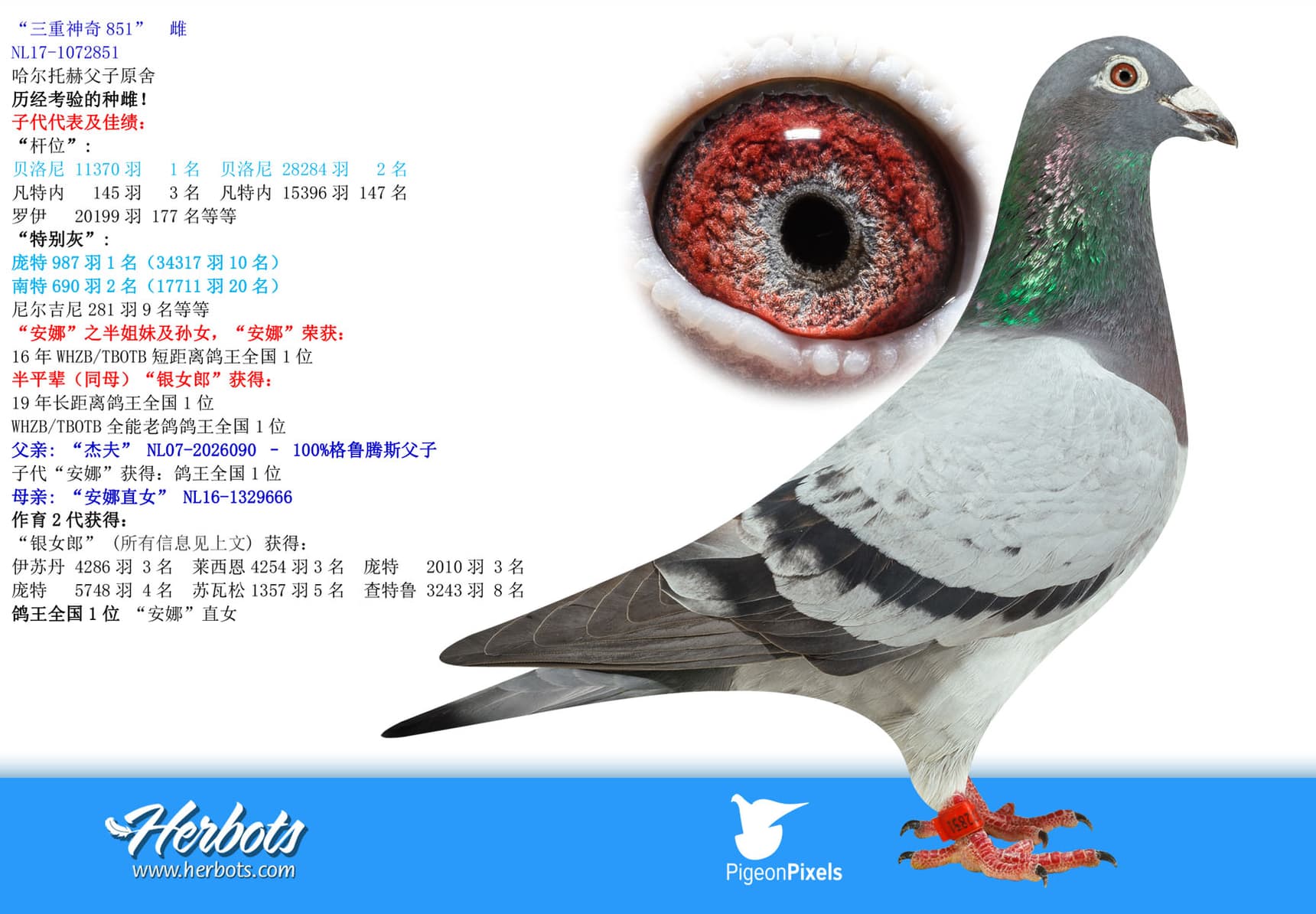 pigeon: undefined