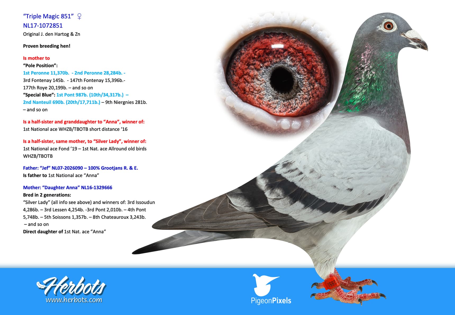 pigeon: undefined