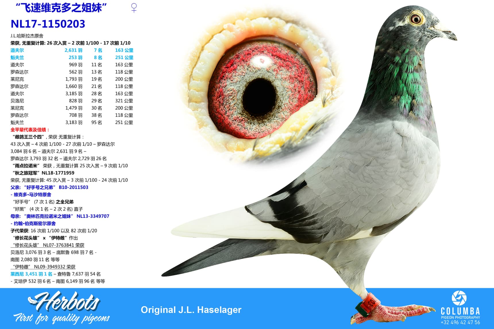 pigeon: undefined