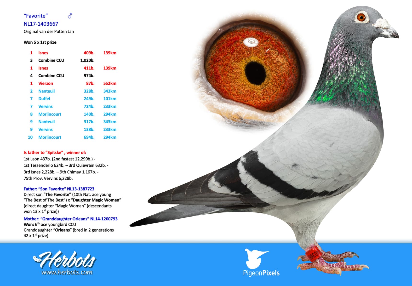 pigeon: undefined