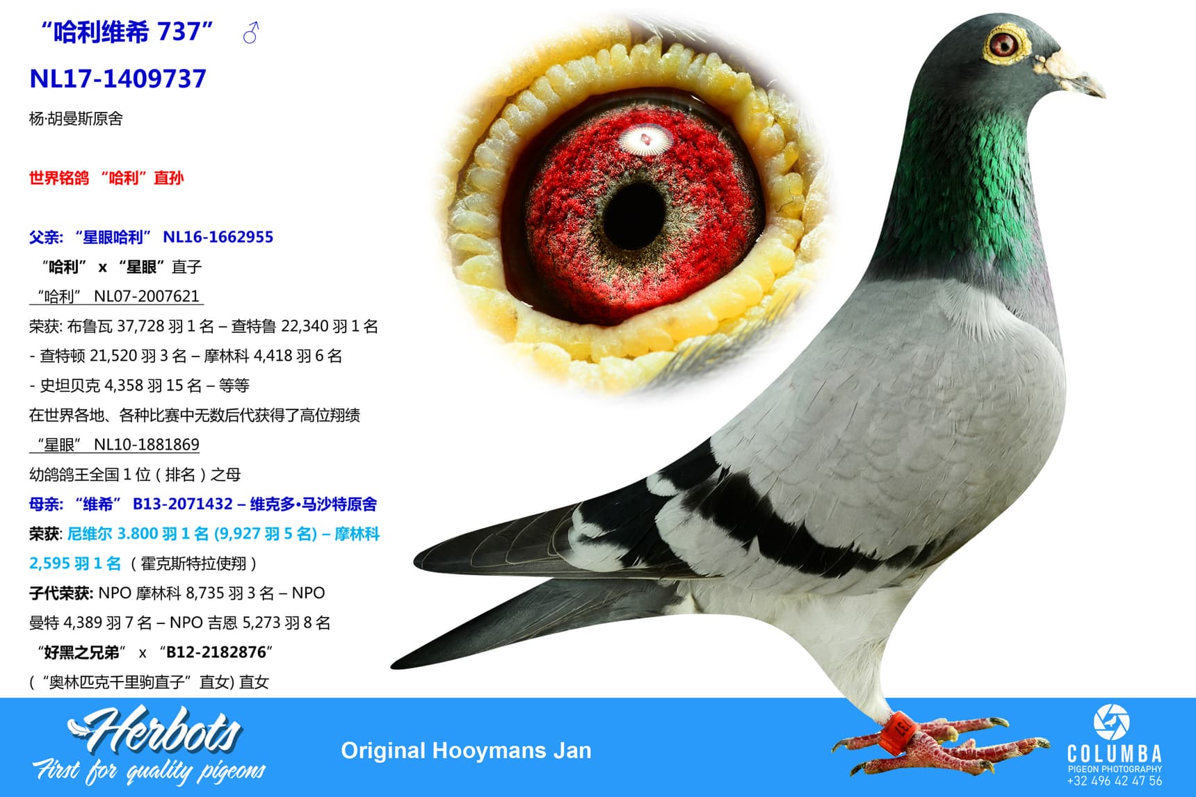 pigeon: undefined