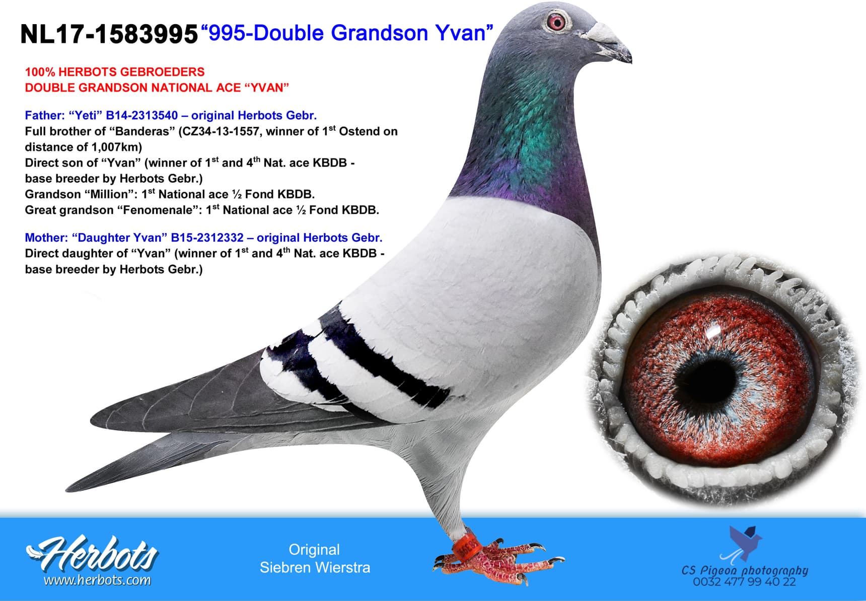 pigeon: undefined