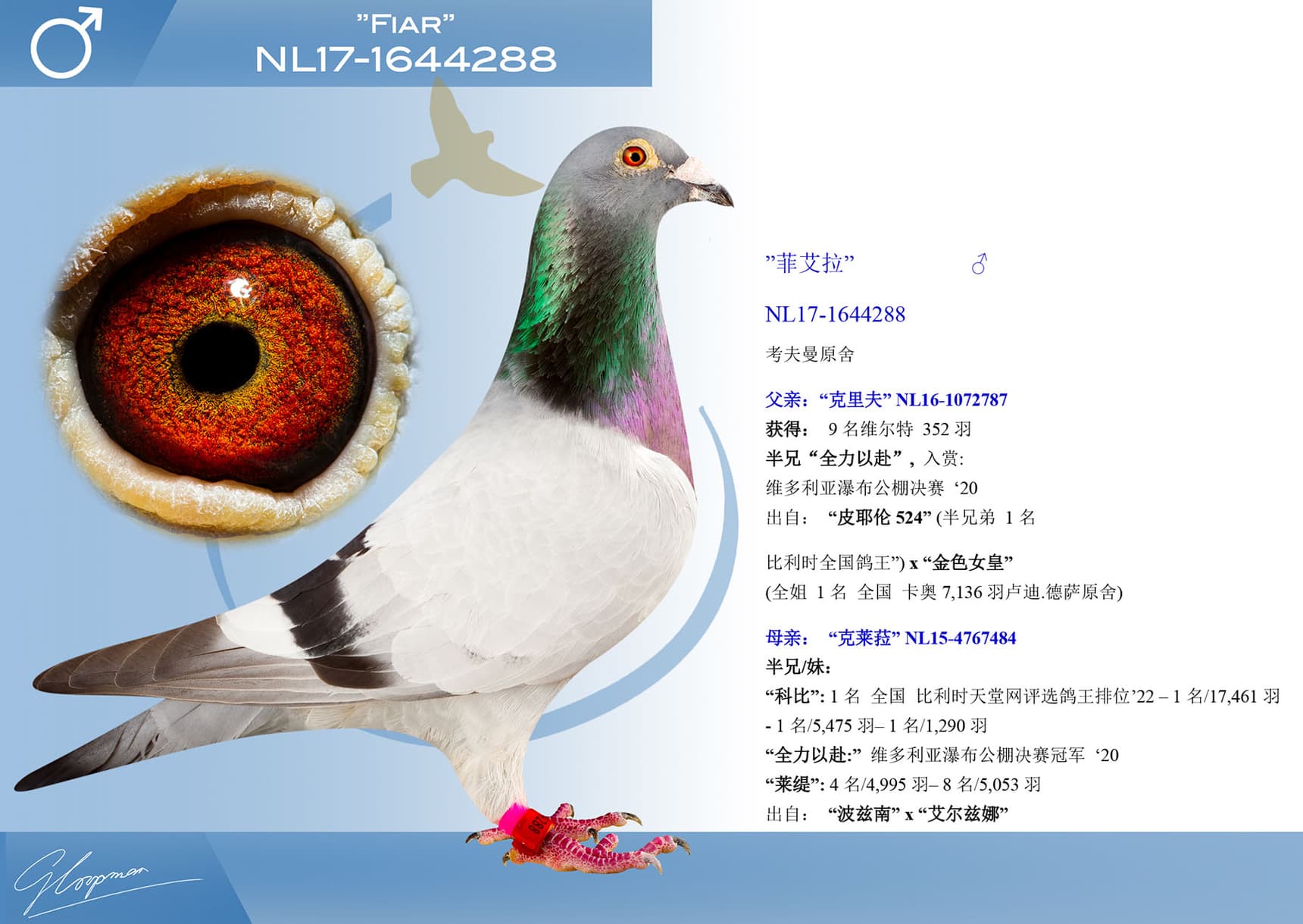 pigeon: undefined