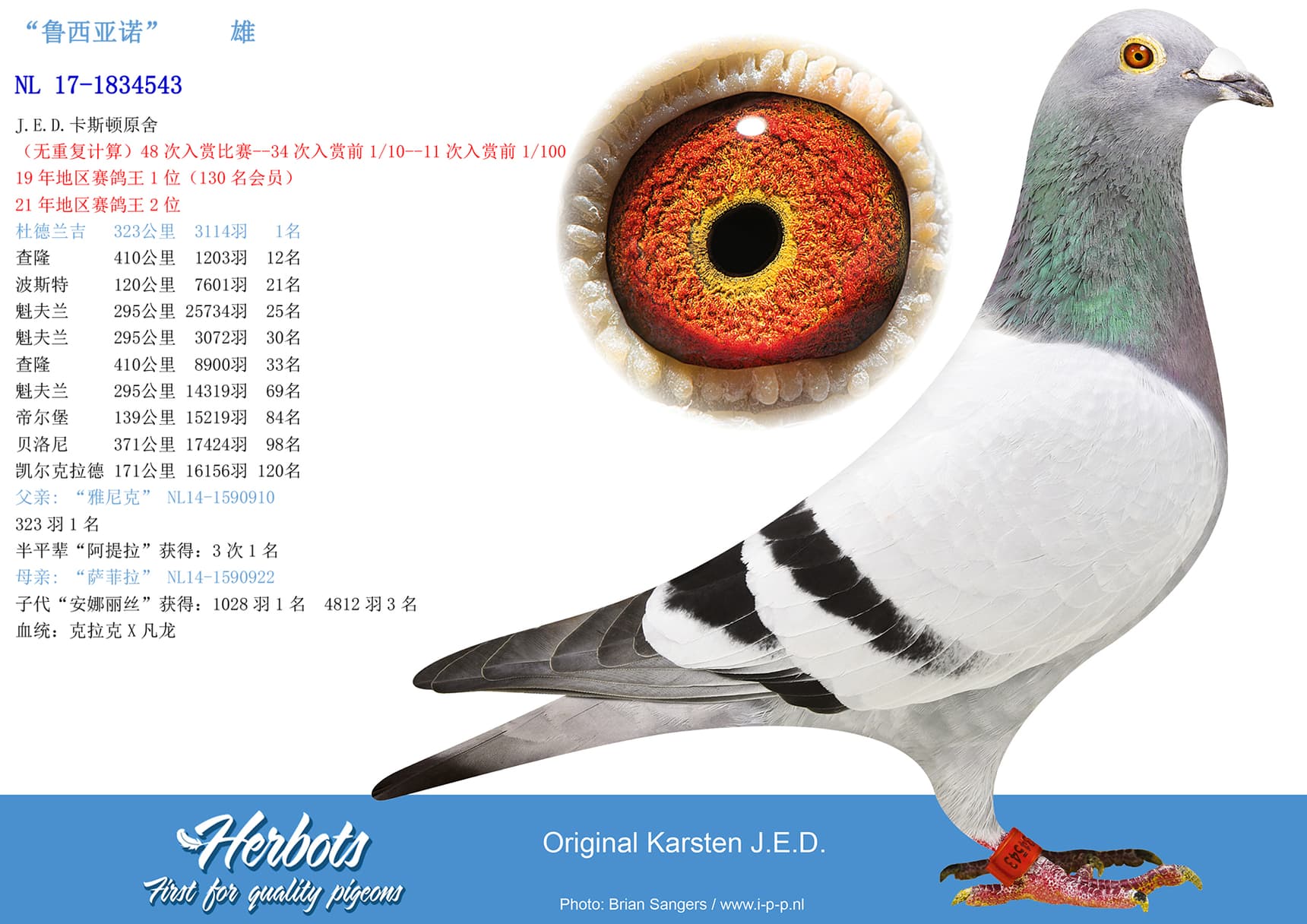 pigeon: undefined