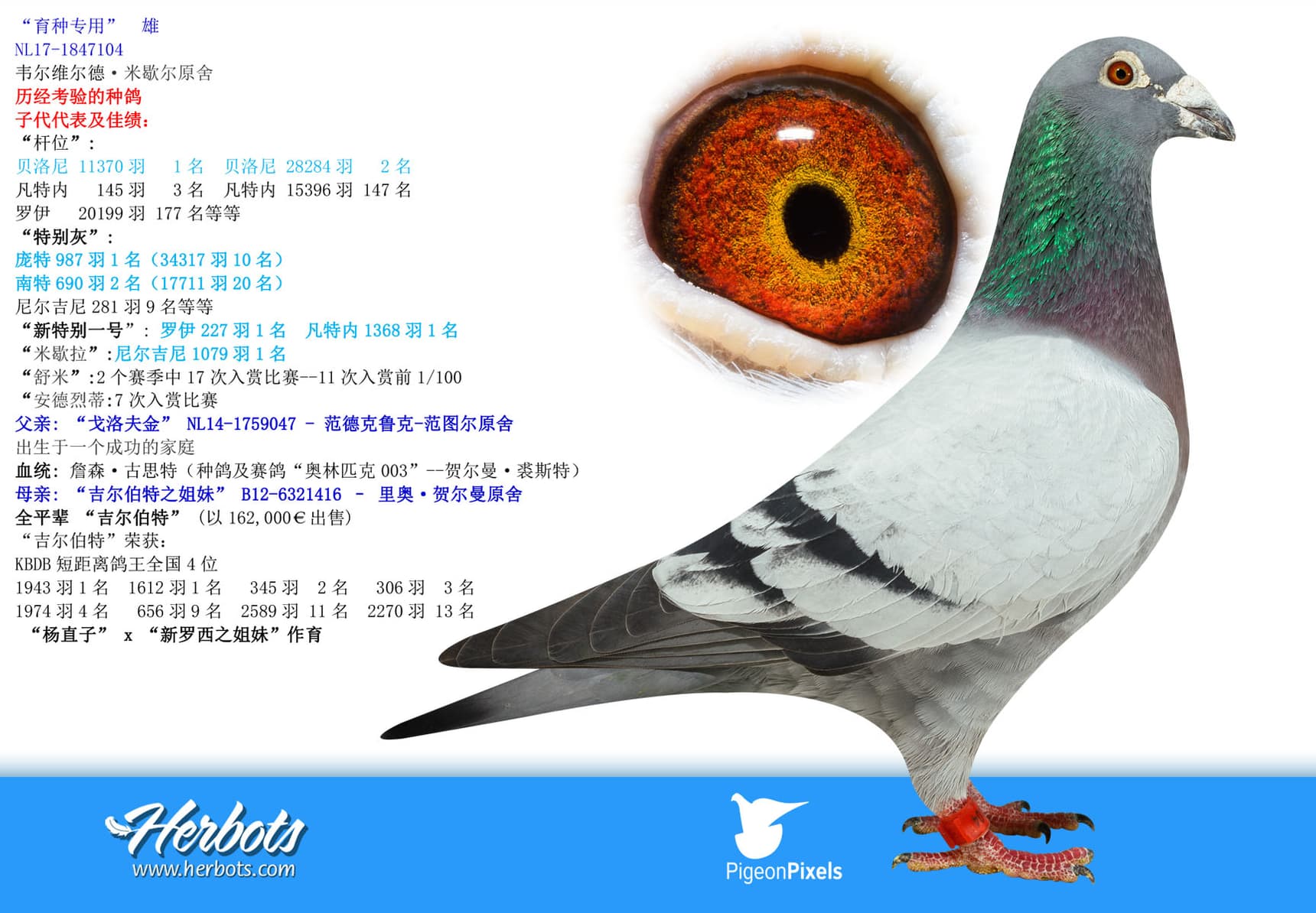 pigeon: undefined