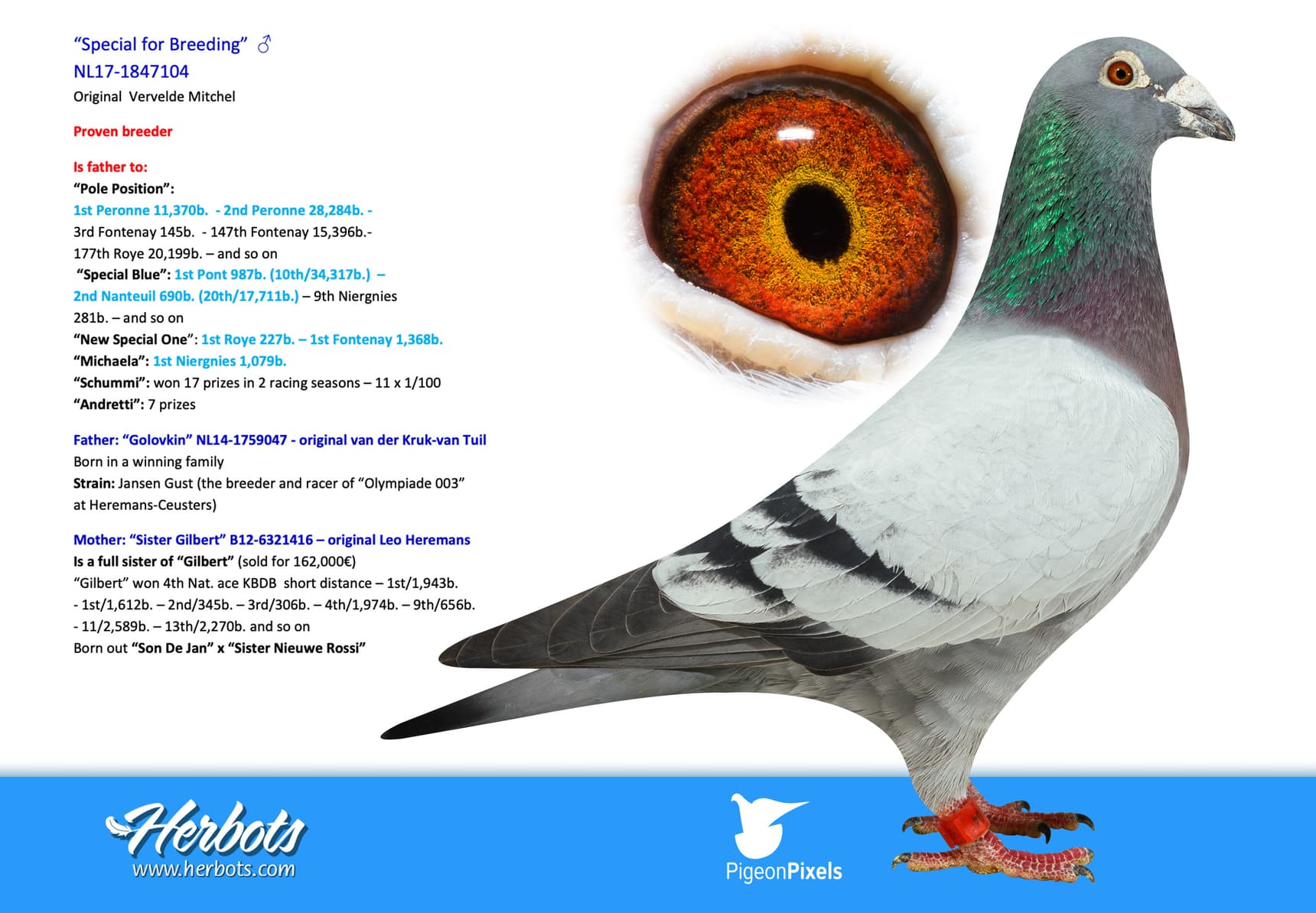 pigeon: undefined