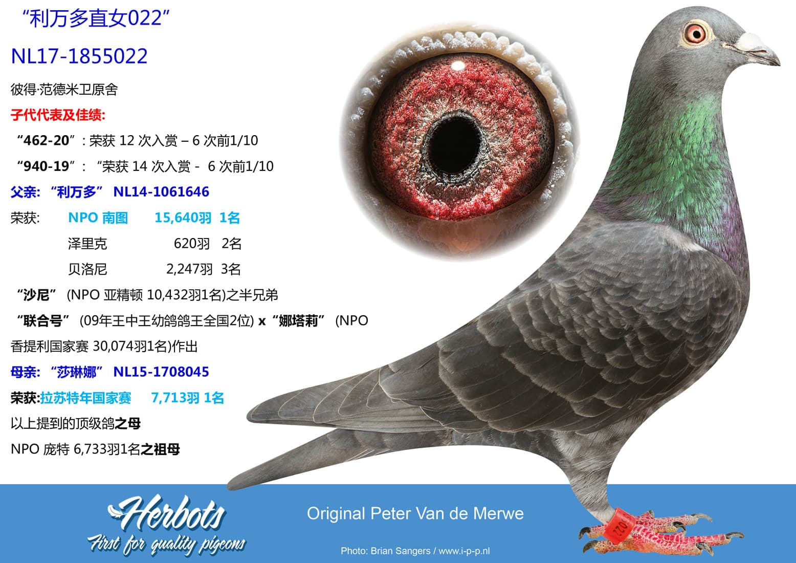 pigeon: undefined