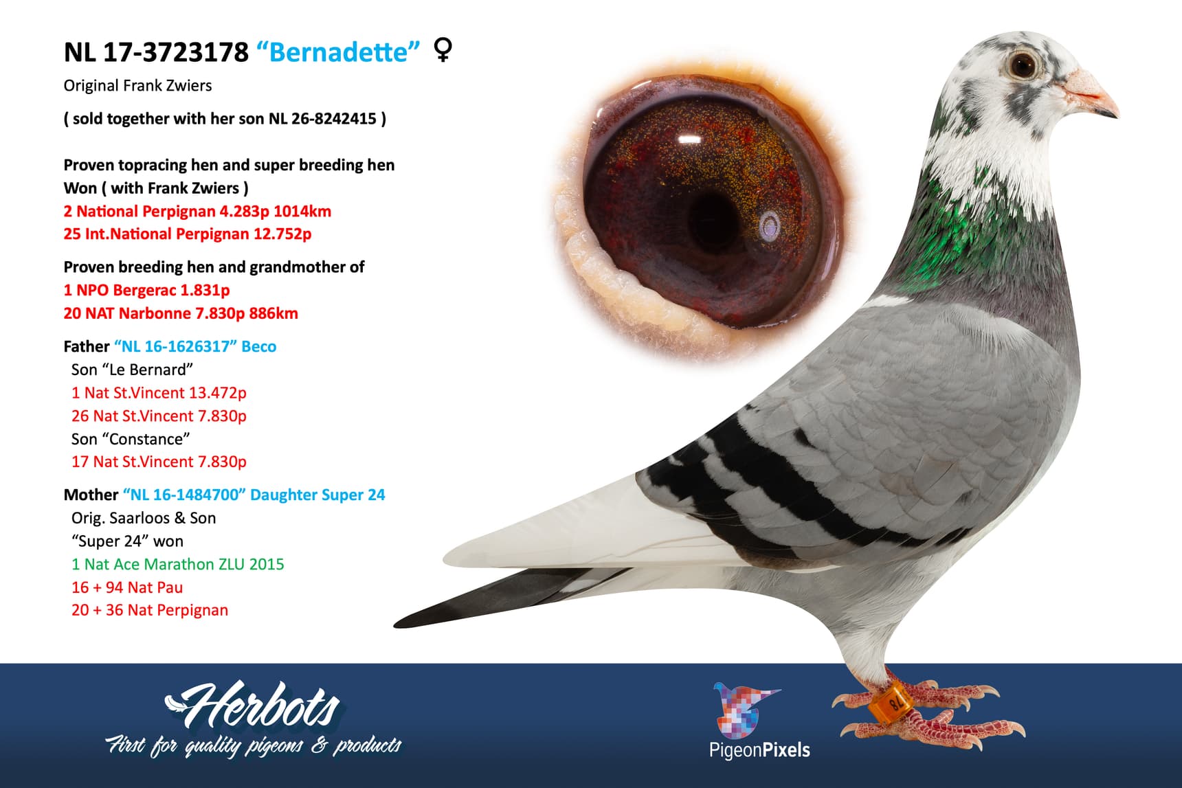 pigeon: undefined