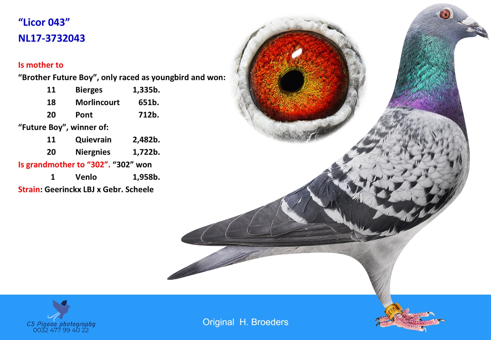 pigeon: undefined