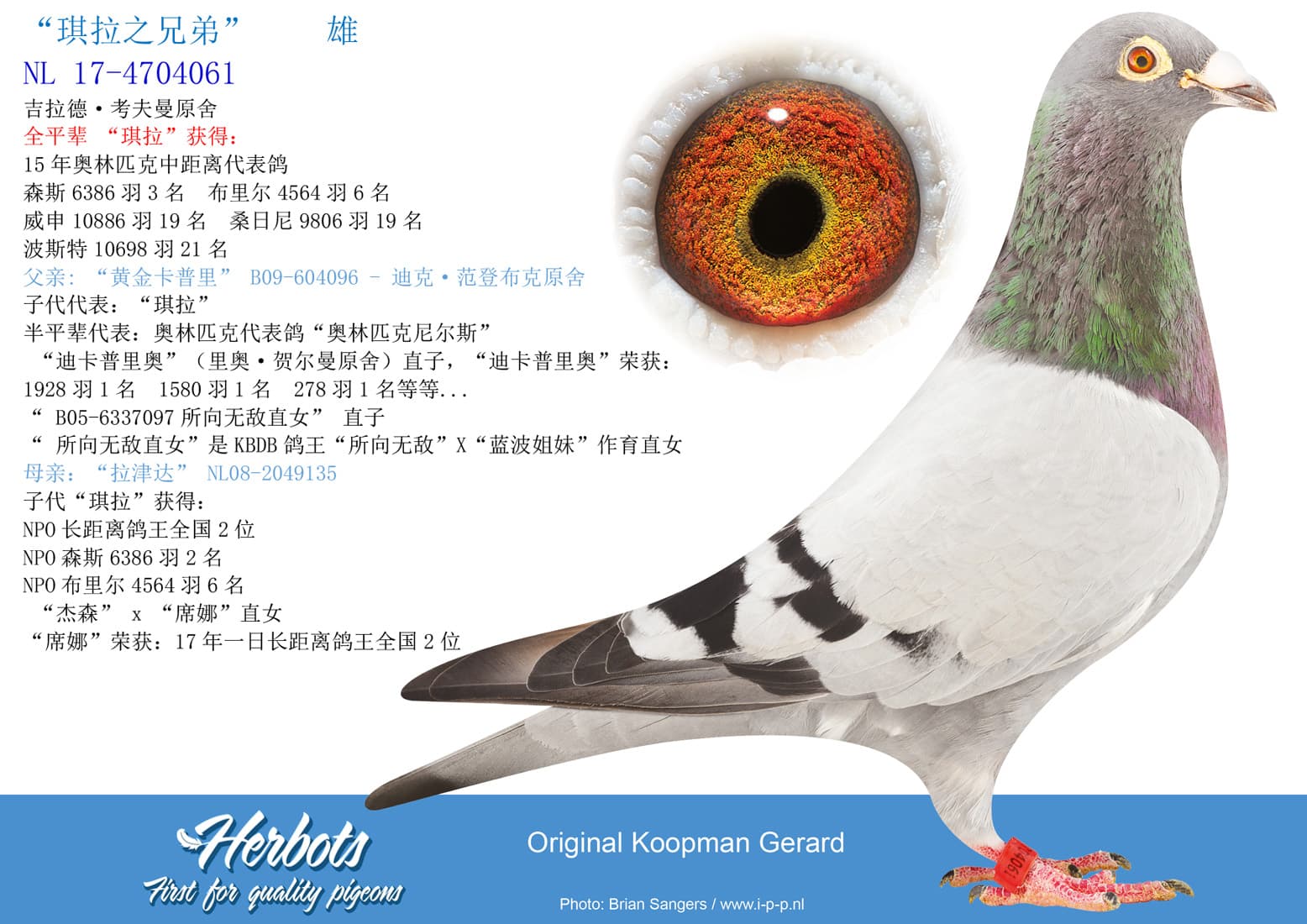 pigeon: undefined