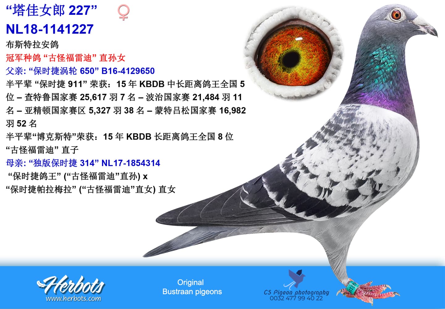 pigeon: undefined