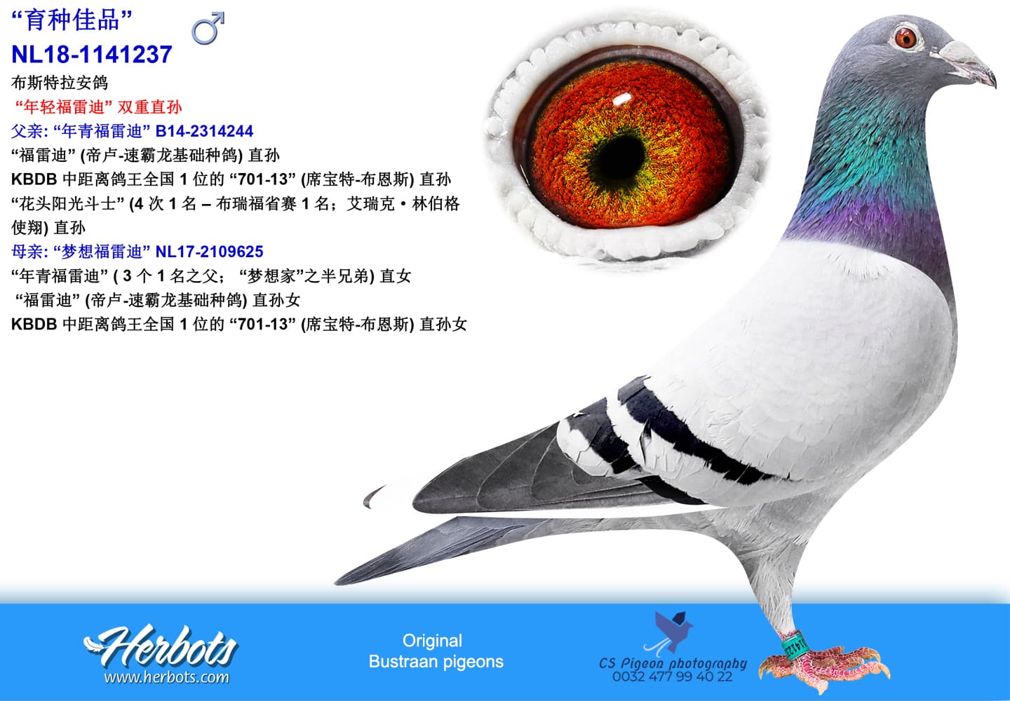 pigeon: undefined