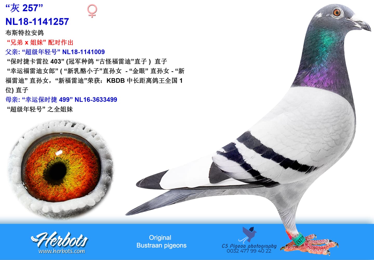 pigeon: undefined