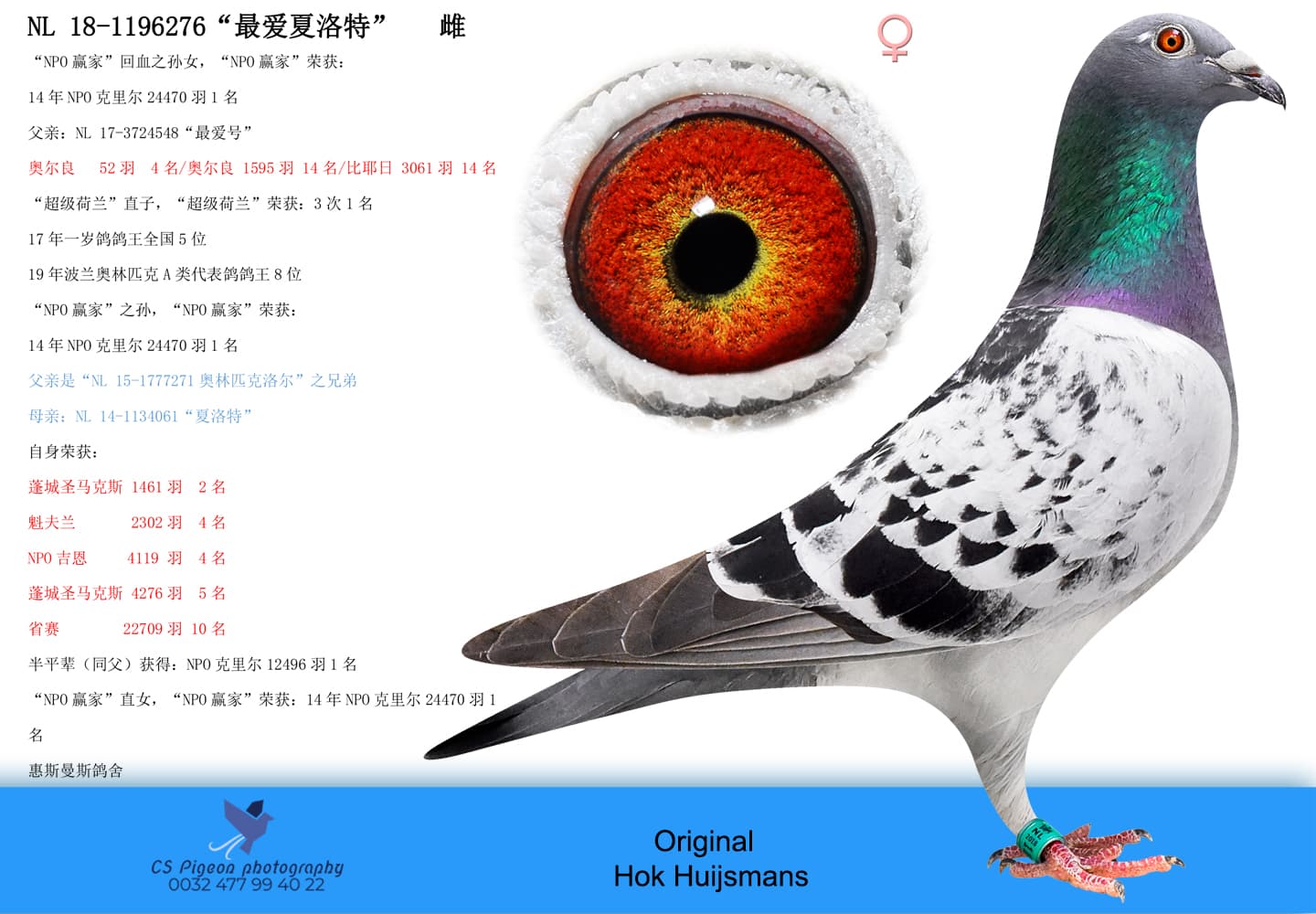 pigeon: undefined
