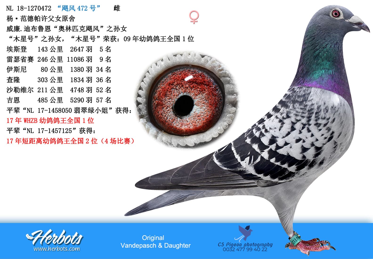 pigeon: undefined