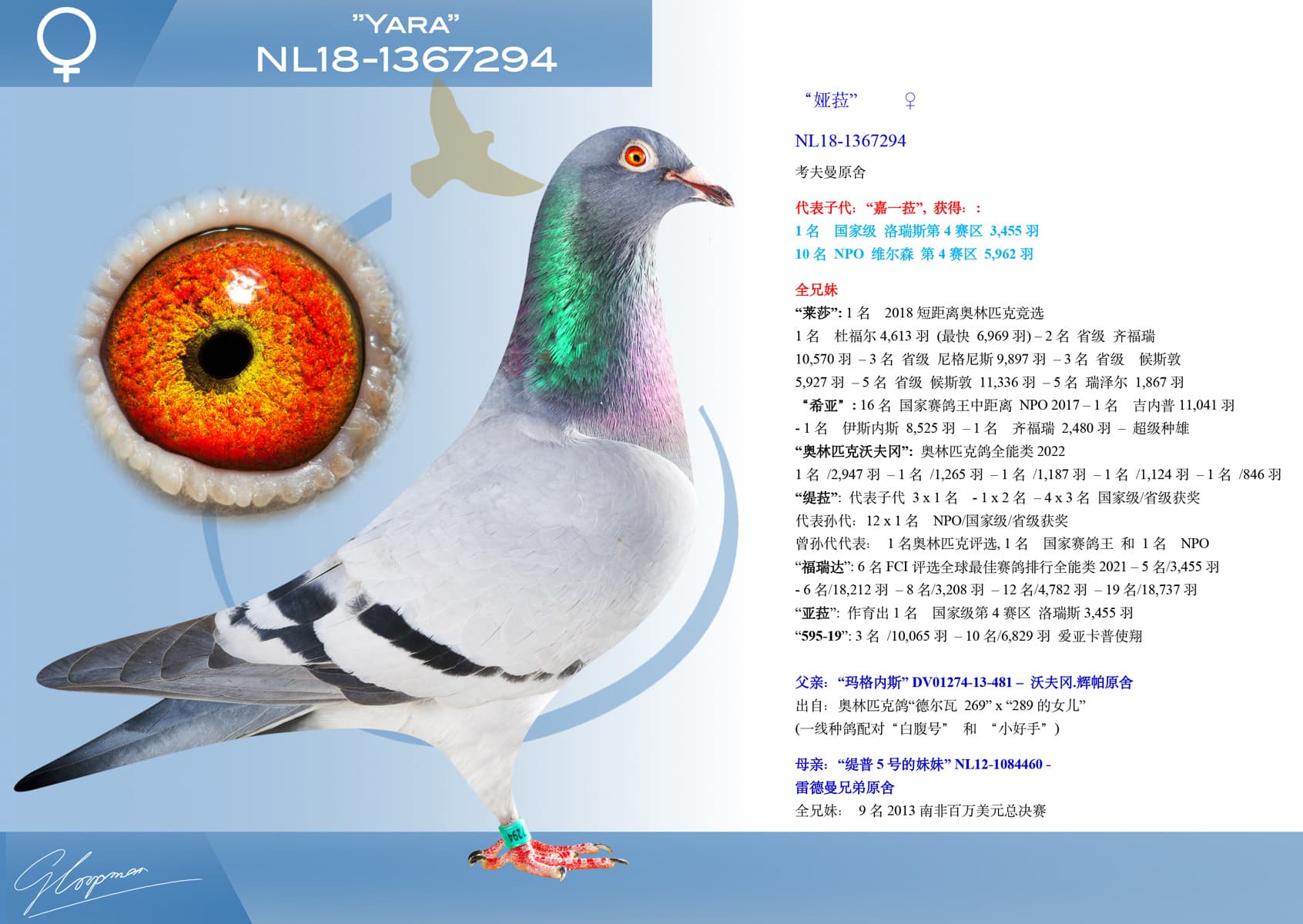 pigeon: undefined