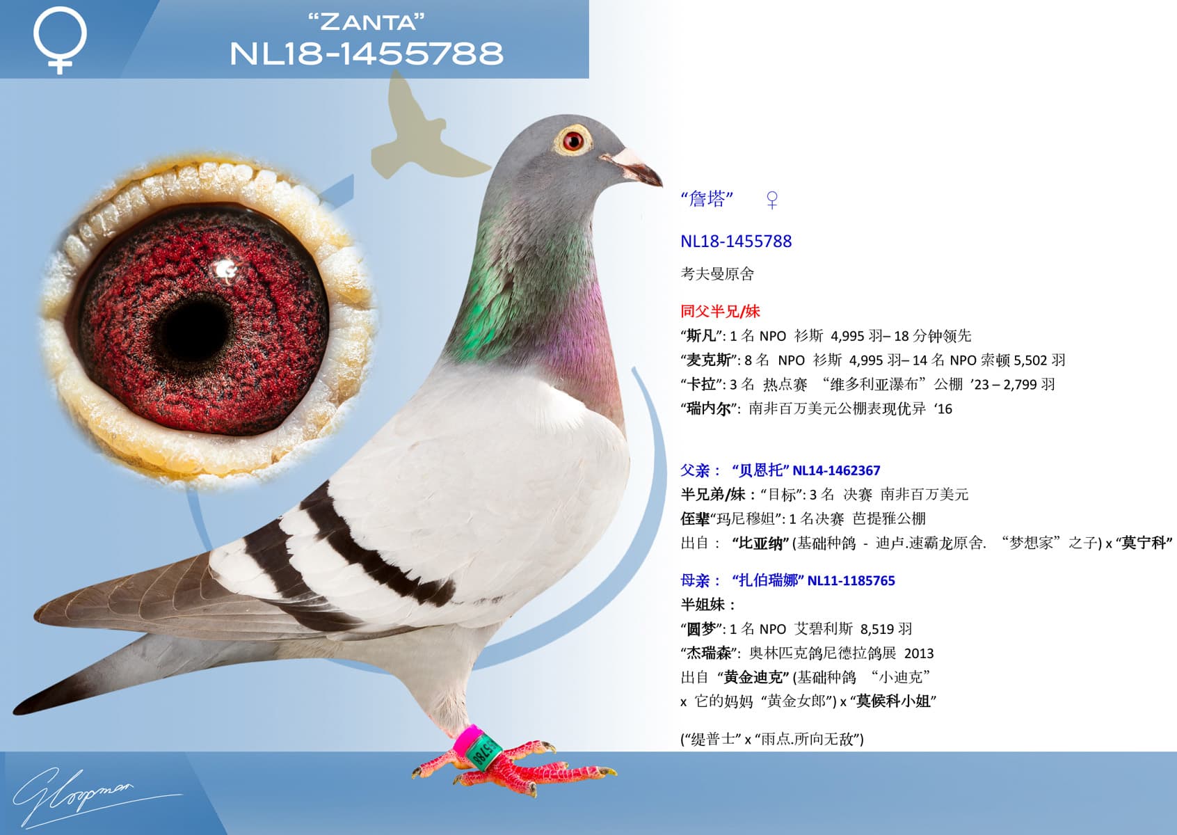pigeon: undefined