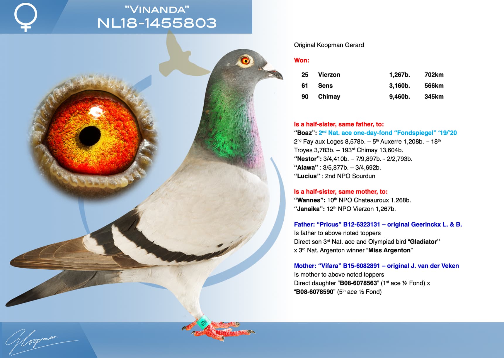 pigeon: undefined