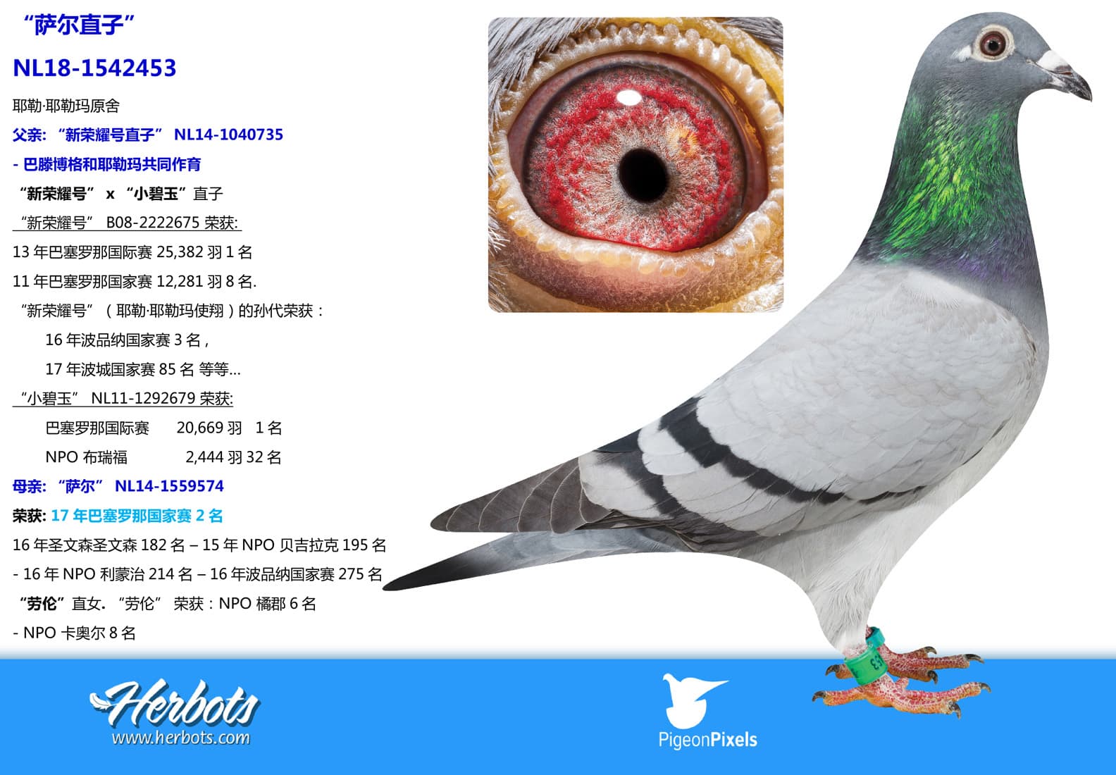 pigeon: undefined