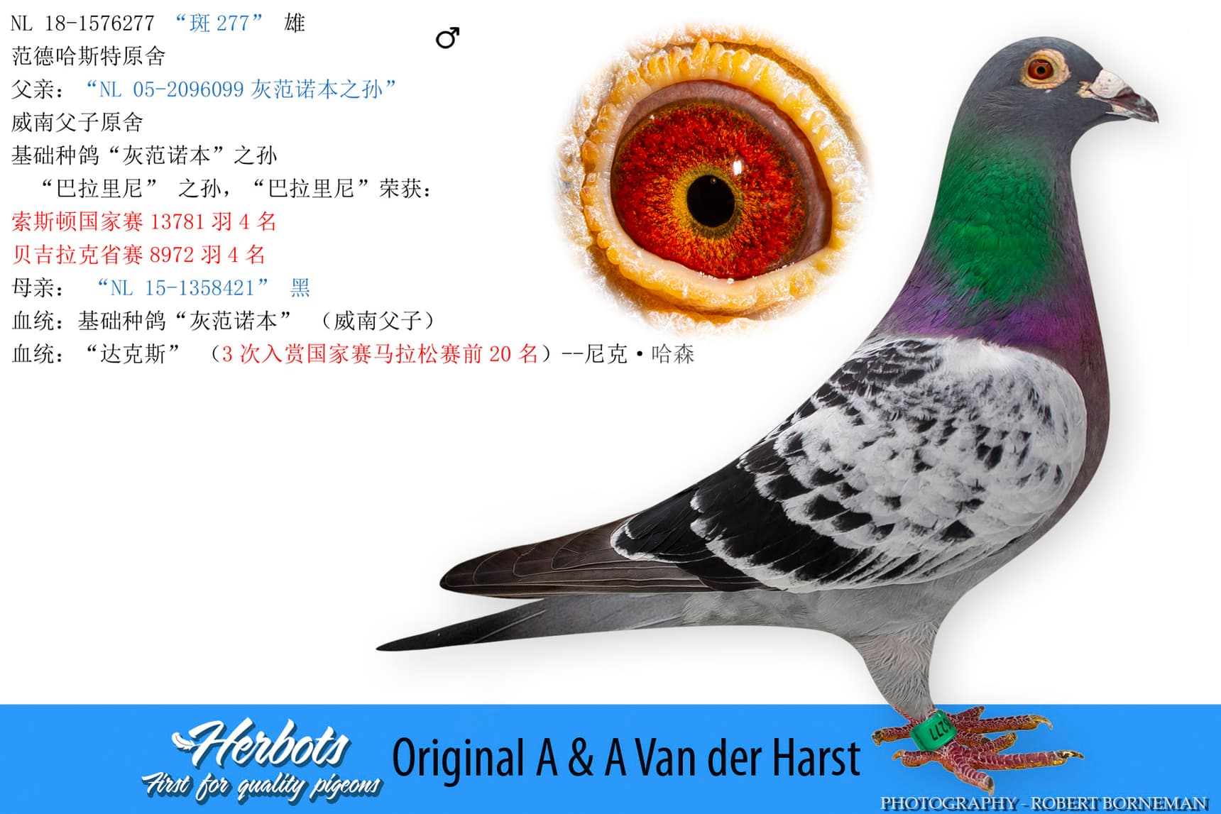 pigeon: undefined