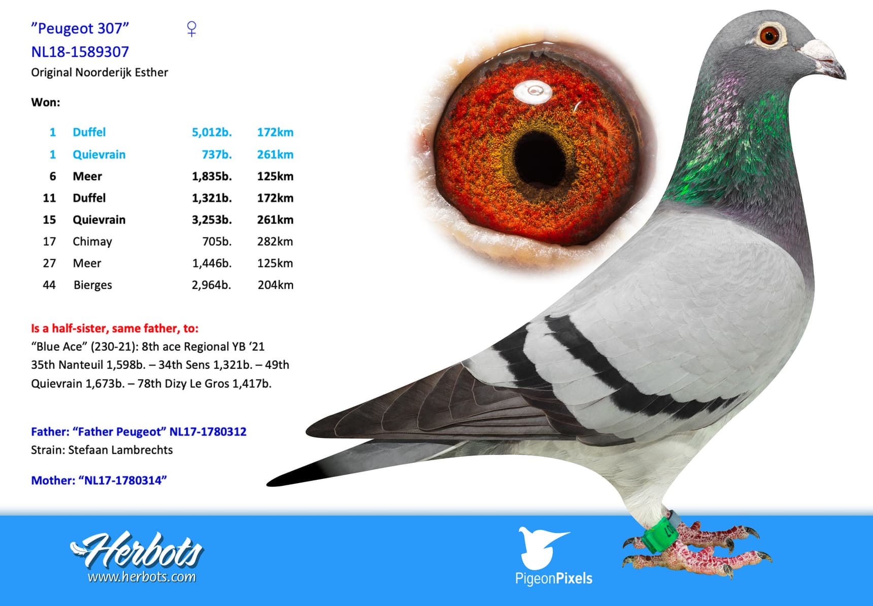 pigeon: undefined