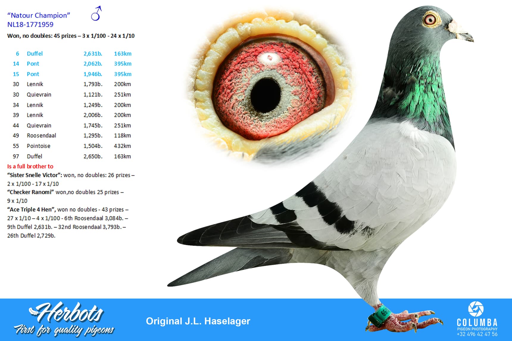pigeon: undefined