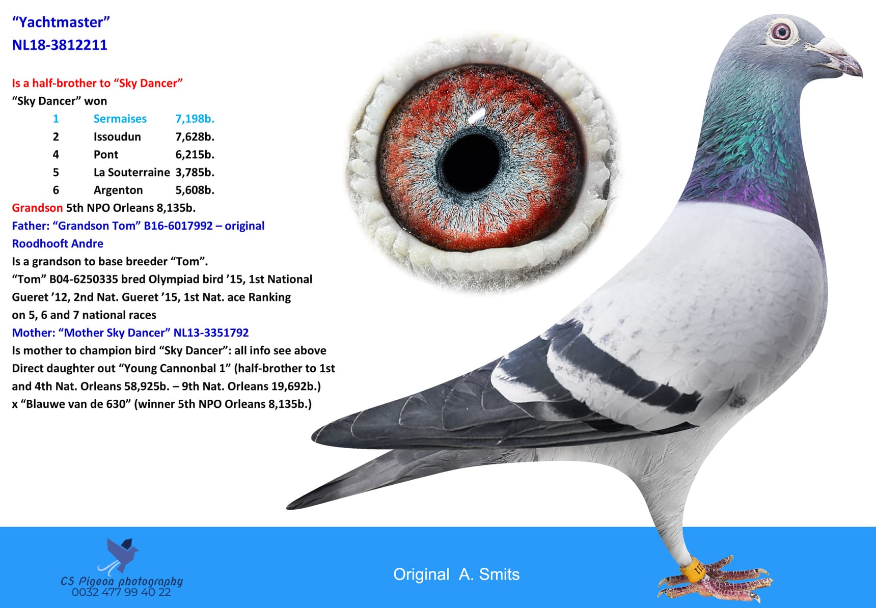 pigeon: undefined