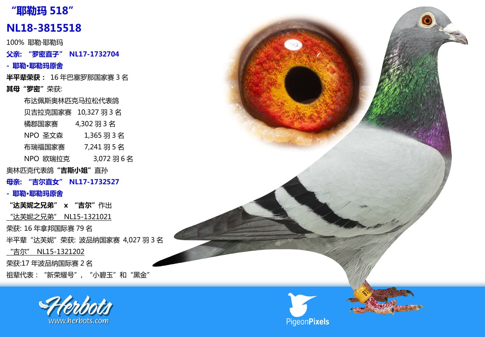 pigeon: undefined