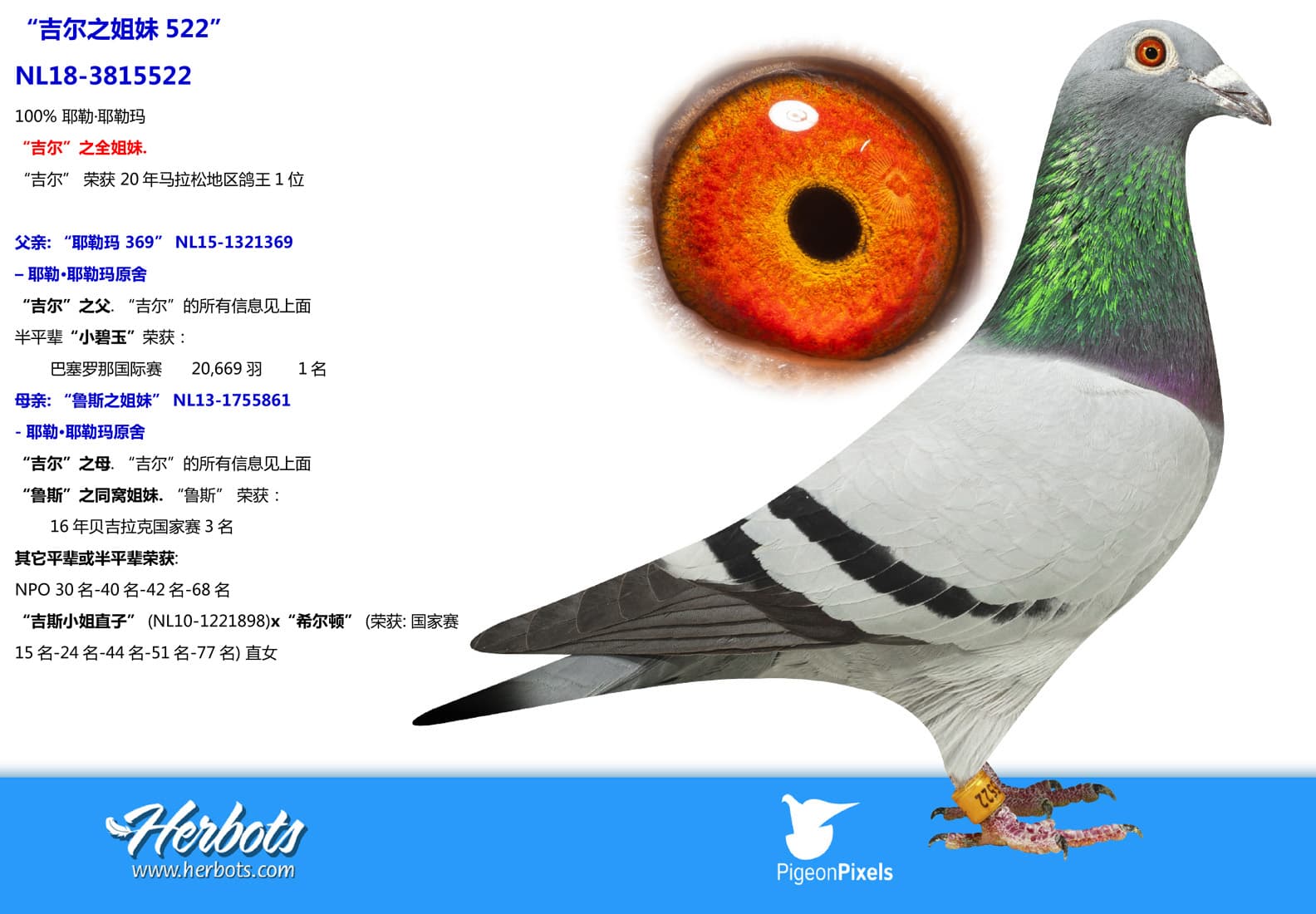 pigeon: undefined
